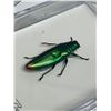 Image 2 : Large Preserved Mounted Exotic Emerald Ash Borer Beetle in Display Case