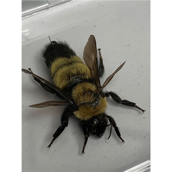 Large Preserved Mounted Exotic Bee in Display Case