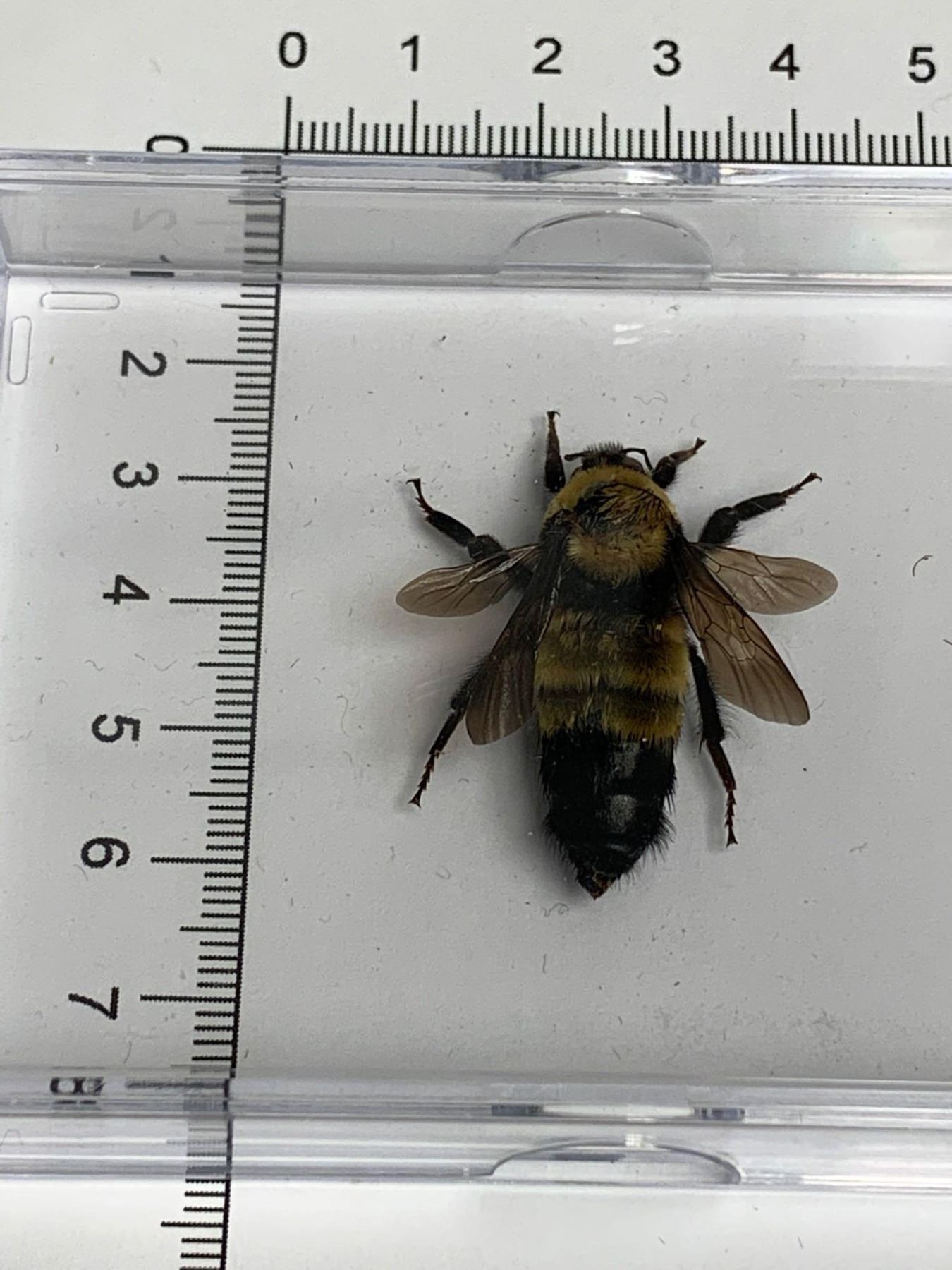 Large Preserved Mounted Exotic Bee in Display Case