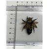 Image 2 : Large Preserved Mounted Exotic Bee in Display Case