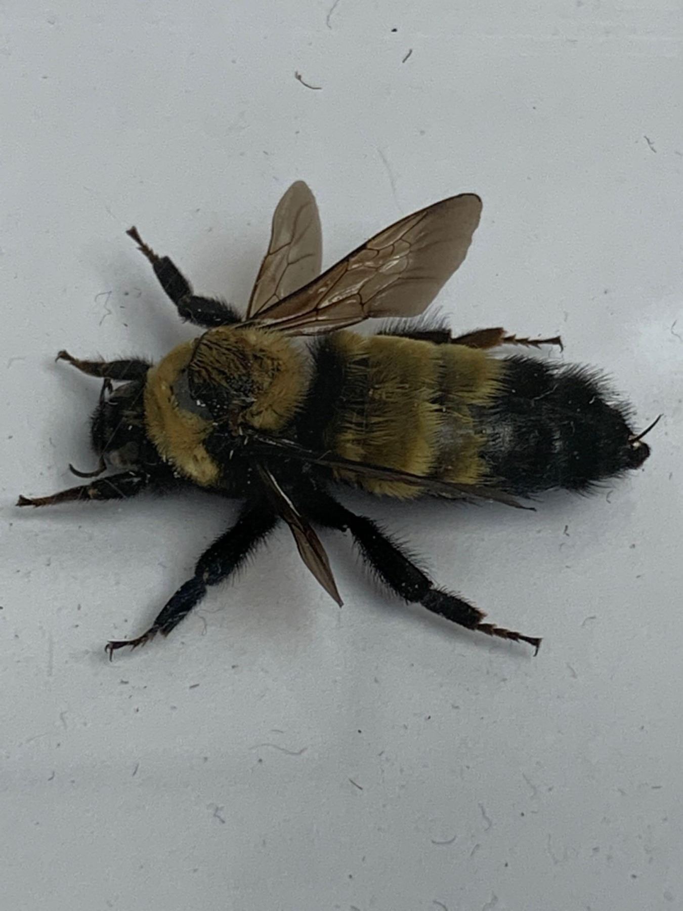 Large Preserved Mounted Exotic Bee in Display Case