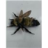 Image 3 : Large Preserved Mounted Exotic Bee in Display Case