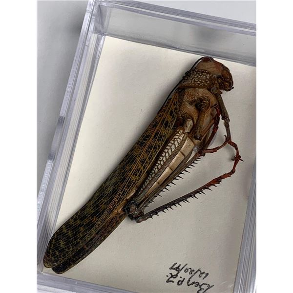 Large Preserved Mounted Giant Locust in Display Case