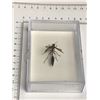 Image 3 : Large Preserved Mounted giant ring tail wasp in Display Case