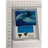 Image 2 : Lot of 2 Hammerhead shark Teeth in display case