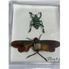 Image 2 : Large Preserved Mounted Exotic glowing green banded beetle in Display Case