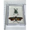 Image 3 : Large Preserved Mounted Exotic glowing green banded beetle in Display Case