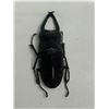 Image 2 : Large Preserved Mounted Exotic Horned Scarab Beetle in Display Case