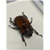 Image 1 : Large Preserved Mounted Exotic Giant Brown Beetle in Display Case