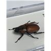 Image 2 : Large Preserved Mounted Exotic Giant Brown Beetle in Display Case