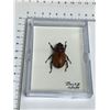 Image 3 : Large Preserved Mounted Exotic Giant Brown Beetle in Display Case