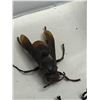 Image 2 : Large Preserved Mounted Exotic Beetles in Display Case