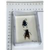 Image 4 : Large Preserved Mounted Exotic Beetles in Display Case