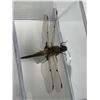 Image 1 : Large Preserved Mounted Exotic Dragon Fly in Display Case