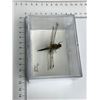 Image 3 : Large Preserved Mounted Exotic Dragon Fly in Display Case