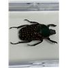 Image 2 : Large Preserved Mounted Exotic Giant Beetle in Display Case