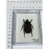 Image 3 : Large Preserved Mounted Exotic Giant Beetle in Display Case