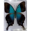 Image 1 : Large Preserved Exotic Blue Swallowtail Butterfly in Display Case