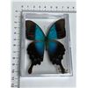 Image 2 : Large Preserved Exotic Blue Swallowtail Butterfly in Display Case