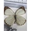 Image 1 : Large Preserved White Butterfly in Display Case