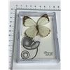 Image 2 : Large Preserved White Butterfly in Display Case