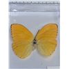 Image 1 : Large Preserved Exotic Yellow Butterfly in Display Case