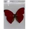 Image 1 : Large Preserved Exotic Red Butterfly in Display Case