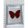 Image 2 : Large Preserved Exotic Red Butterfly in Display Case