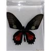 Image 1 : Large Preserved Exotic red vampire Butterfly in Display Case