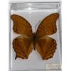 Image 1 : Large Preserved Exotic Brown Butterfly in Display Case