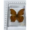 Image 2 : Large Preserved Exotic Brown Butterfly in Display Case