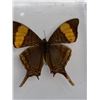 Image 1 : Large Preserved Yellow Banded Swallowtail Butterfly in Display Case