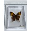 Image 2 : Large Preserved Yellow Banded Swallowtail Butterfly in Display Case