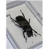 Image 1 : Large Preserved Giant Scarab Beetle in Case