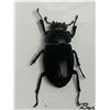 Image 2 : Large Preserved Giant Scarab Beetle in Case