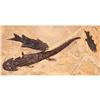 Image 1 : 280 Million Year Old Amphibian and Two Fish