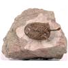 Image 1 : Bizarre Trilobite with Long Eye Stalks
