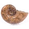Image 1 : Giant Complete Ammonite