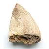 Image 1 : Triceratops Nose Horn