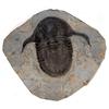 Image 1 : Trilobite Huge Asaphus