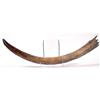Image 1 : Complete Woolly Mammoth Tusk