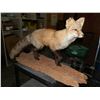 Image 1 : Taxidermy Fox