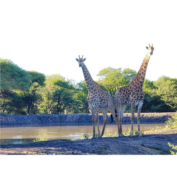 Ten day Safari for 2 hunters