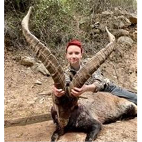 Valencia Expeditions Spanish Ibex