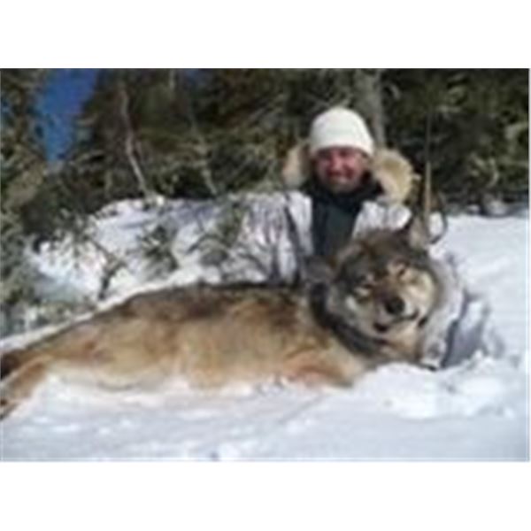 Kapriver Canada Wolf