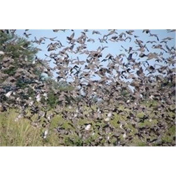 Paco Riestra Argentina Dove