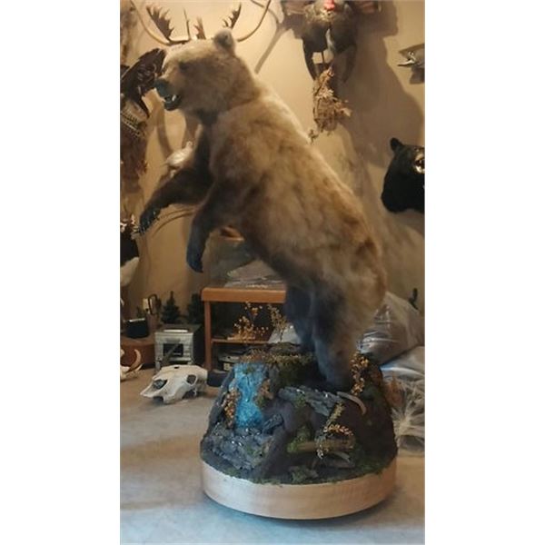 $500 GIFT CERTIFICATE FOR TAXIDERMY WORK