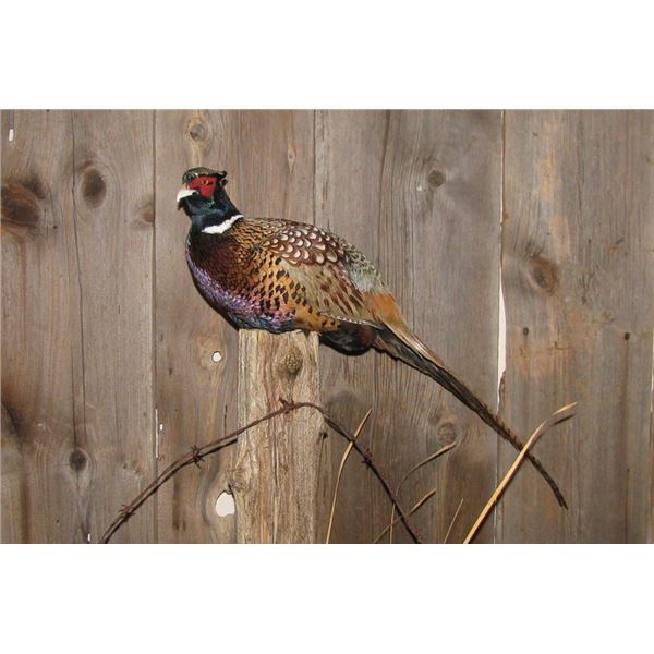 $500 GIFT CERTIFICATE FOR TAXIDERMY WORK