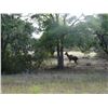 Image 8 : TEXAS - 3 DAY/2 NIGHT TROPHY EXOTICS HUNT FOR 2-5 HUNTERS