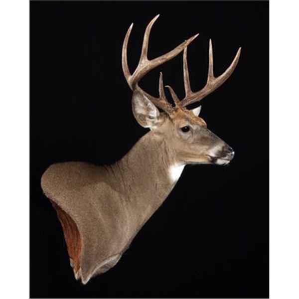 $500 GIFT CERTIFICATE FOR TAXIDERMY/CUSTOM WOODWORK